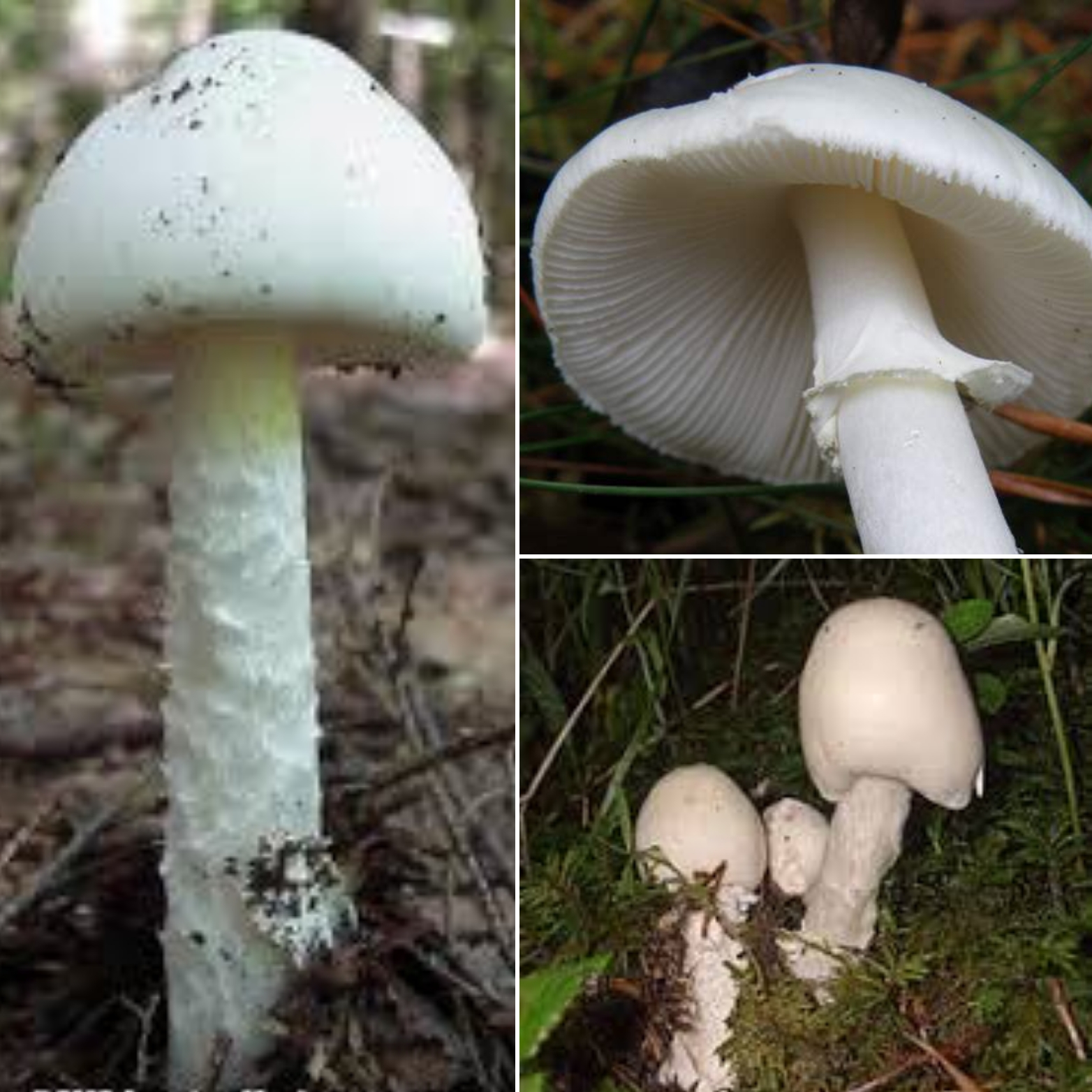 گونه Amanita virosa عامل مسمومیت های قارچی اخیر