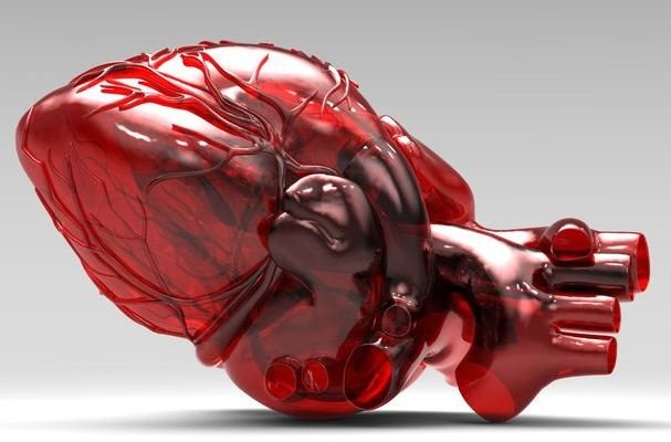 تولید قلب تپنده از سلول‌های پیش‌ساز قلبی عروقی