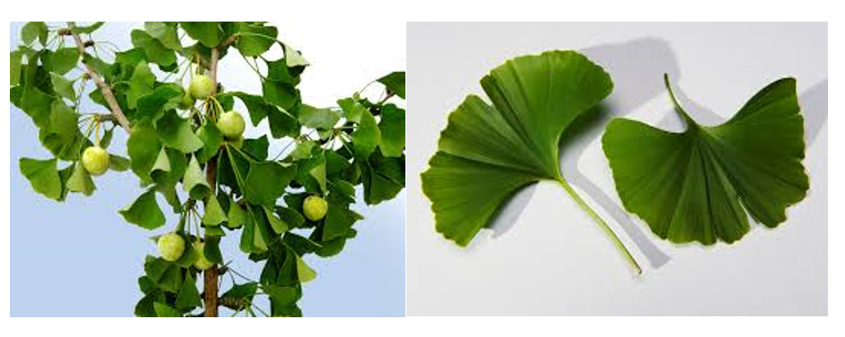 اثرات درمانی گیاه ژینکگو بیلوبا در بیماری آلزایمز