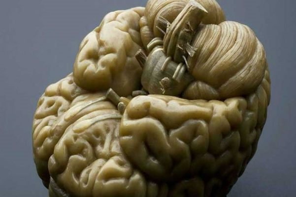 ساخت تجهیزات نوری برای بکارگیری تکنیک اپتوژنتیک در مطالعات مغزی