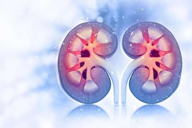 هورمون ملاتونین در مقابله با بیماری کلیه پلی کیستیک موثر است