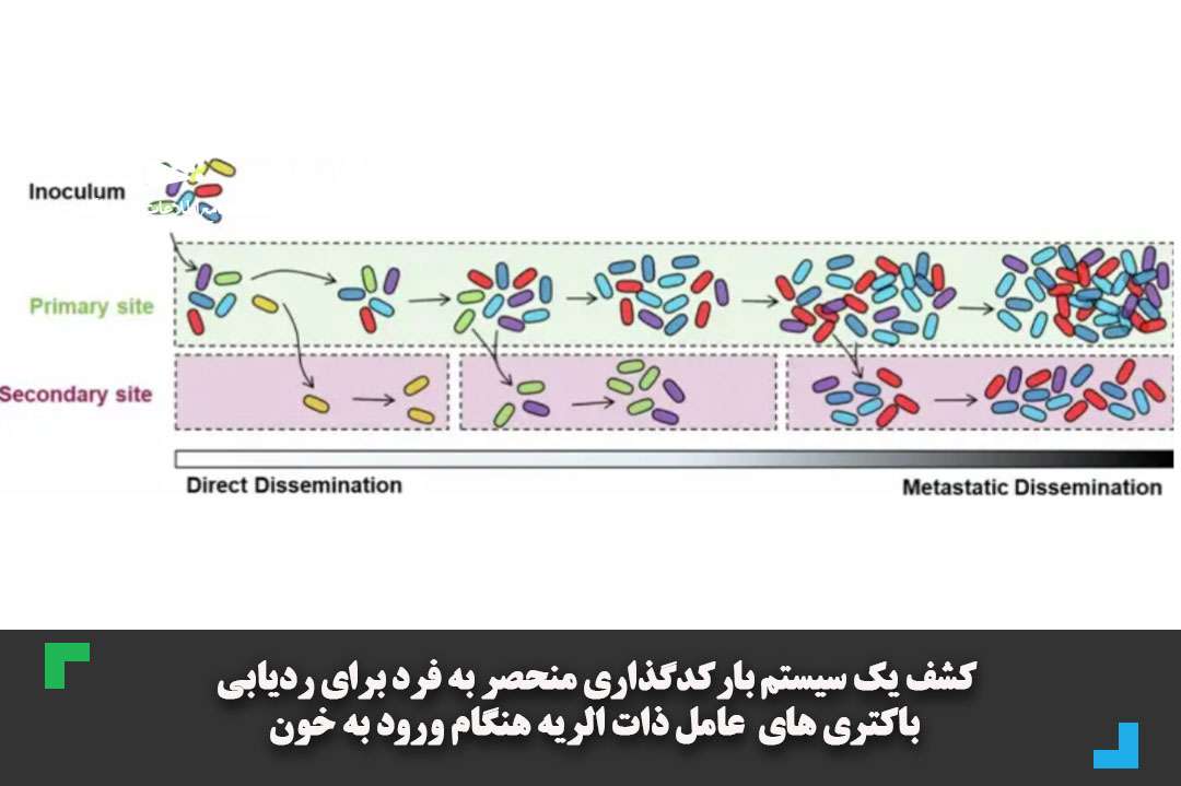 کشف سیستم بارکدگذاری برای ردیابی باکتری های عامل ذات الریه هنگام ورود به خون