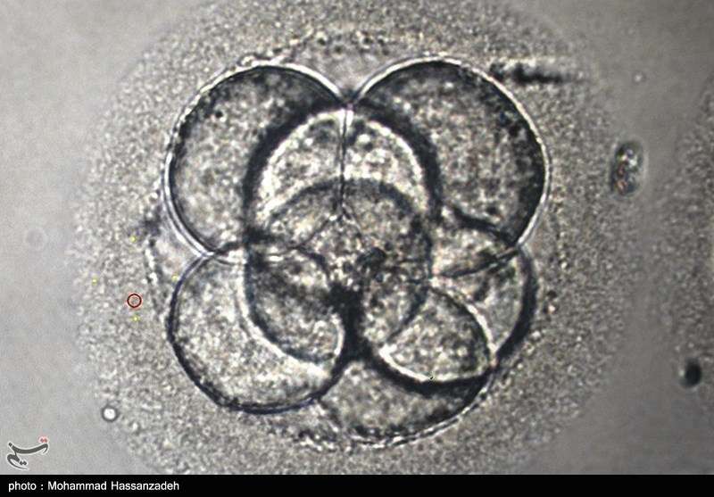 نوآوری در درمان ناباروری مردان با ویرایش ژنی