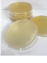 محيط كشت میکروبی آماده مصرف سابارد دكستروز آگار - Sabouraud Dextrose Agar(SDA) - تیسا ژن - مصرفی - میکروبیولوژی و انگل شناسی - تیسا ژن زیست